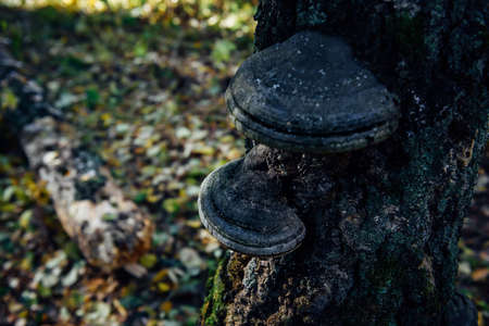 Chaga mushroom growing on old tree with medicinal anti-cancer properties. Tinder fungus on a birch trunk. Alternative medicines concept.の写真素材