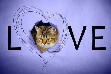 Valentine's Day greeting card. Funny kitten looks out of a hole in purple paper with a heart pattern and inscription "love".の写真素材