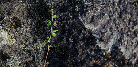 Abstract horizontal background, gray stone covered with moss and lichen. Rough rock surface and green twig, close-up.の写真素材