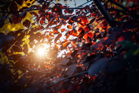 Bright red autumn leaves illuminated by sunlight against the sky, close-up, soft selective focus. Abstract natural background.の写真素材