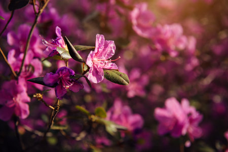 Delicate spring pink flowers in the sunlight, soft focus, close-up. Cherry blossoms, almonds, rhododendron. Floral background.の写真素材