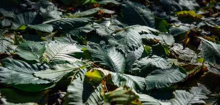 Early fallen autumn leaves in twilight. Dense carpet of green foliage, close-up. Abstract dark green plant background.の写真素材