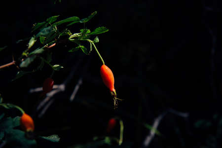 Rosehip fruit at dawn in sun rays, close-up. Source of vitamin C, flavonoids and trace elements. natural storeroom.の写真素材