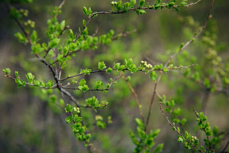 Delicate spring greens, blurred background, soft selective focus. Branches of shrub with young green leaves. Natural plant background.の写真素材