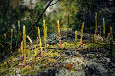 Green moss growing on rocks, close up. Abstract plant background, selective focus.の写真素材