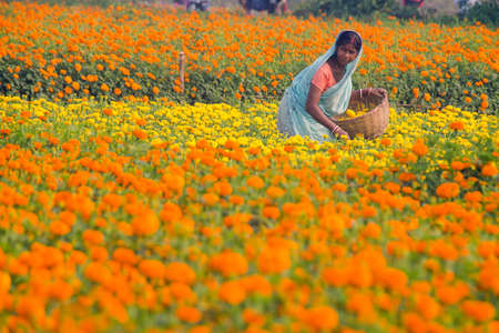 medinipur west bengal india on january 19th 2020: a busy female marigold flower farmer at her flower field and collecting flower.のeditorial素材