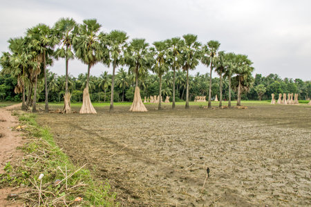 Drying of jute is going on in remote villages of Rural North 24 Parganas. Jute is widely grown in this remote area of ââNorth 24 Parganas.の写真素材