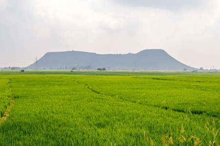 Paddy field with mountains in the background, Chiang Mai, Thailandの写真素材