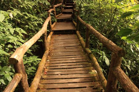 Forest Pathの写真素材