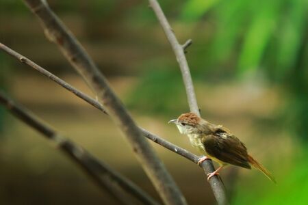 Little Birdの写真素材