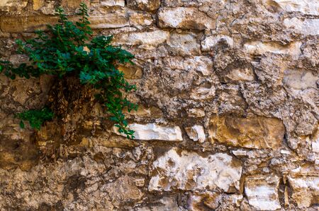 Old stone wall with ivy as a background. Decorative facing of the wall.の写真素材