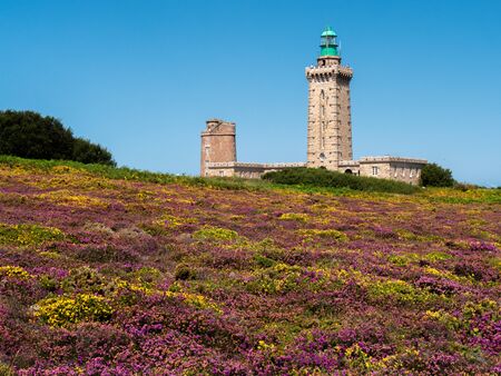Purple flowers with a lighthouse in the background. Blue sky without clouds.の写真素材