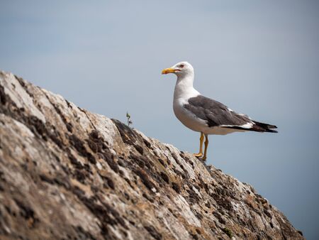 A seagull sitting on a rock.の写真素材