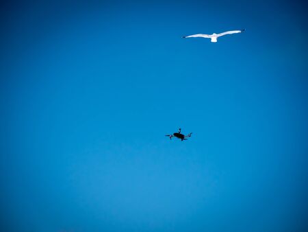 A seagull atacking drone with ablue sky on a background.の写真素材