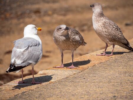 Three seagulls sitting on a stone fence with a sand beach in background.の写真素材