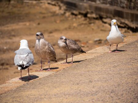 Four seagulls sitting on a stone fence with a sand beach in background.の写真素材