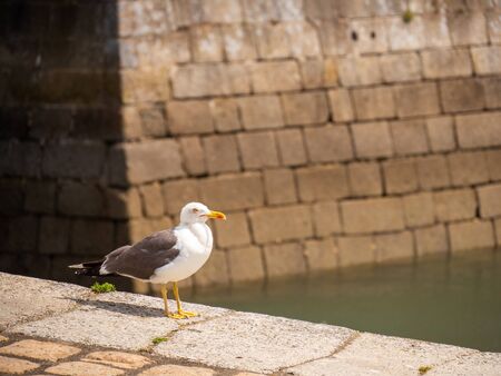 A seagull staying on a promenade.の写真素材
