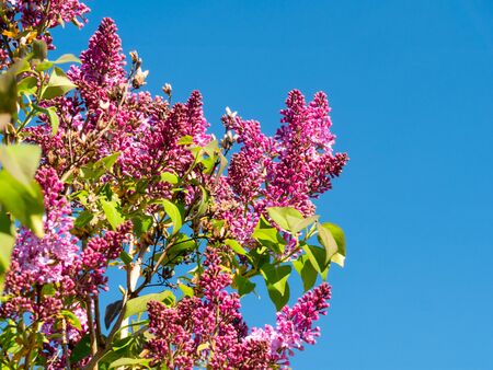 Spring flowers with blue background and cloudsの写真素材