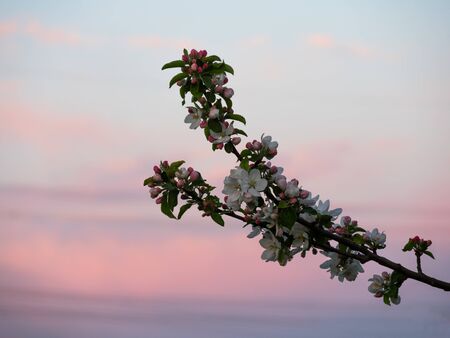 Spring flowers with sunset sky background.の写真素材