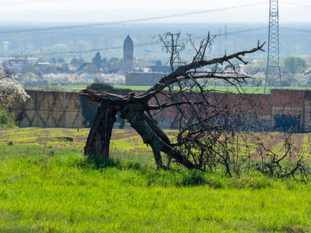 Old Rotten Tree in the middle of a field felled by Winter Stormのeditorial素材