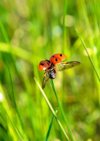 Ladybug on grass