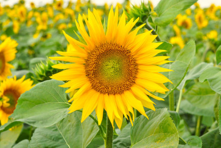 Sunflowerの写真素材