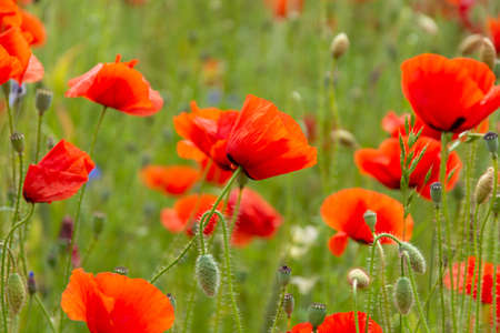 Beautiful big red poppy field in the morning sunlight. poppy field with a sprig of purple poppy flowers Soft focus blurred background Europeの写真素材
