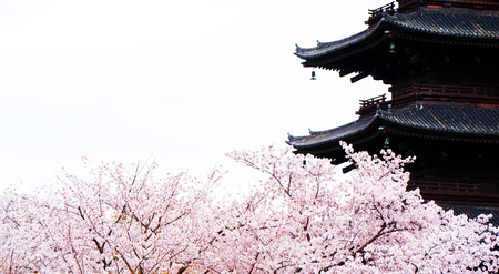 During cherry blossom the trees around the Toji pagoda in Kyoto light up in crisp pink color.のeditorial素材
