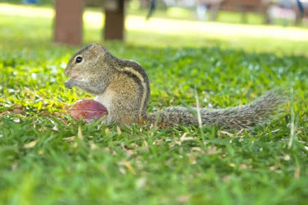 A gray striped chipmunk with a fluffy tail is on the grass and nibbles on a nut.の写真素材