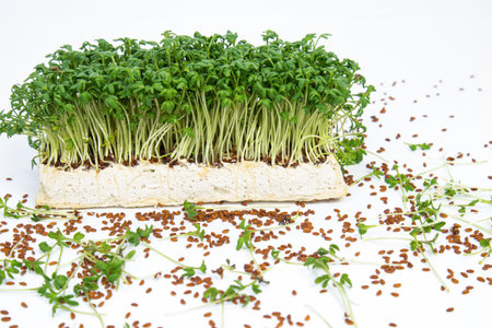 Watercress salad, microgreens on a white background, seeds and greens lie nearbyの写真素材