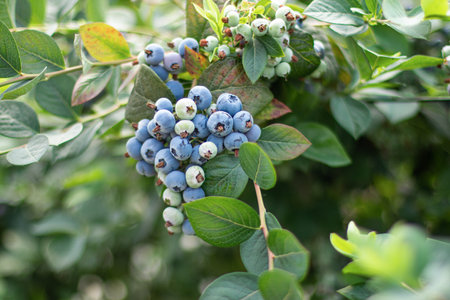 A ripe, fresh blueberry grows on a bush in the garden and a bunch hangs down.