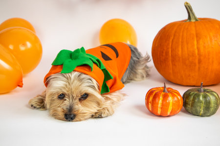 Halloween. Yorkshire terrier dog in an orange suit, next to pumpkins, balloons.の写真素材