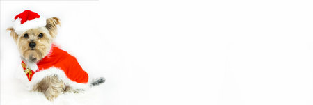 Christmas. Yorkshire terrier dog dressed as Santa Claus sits on a soft rug.の写真素材