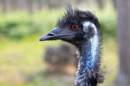 Ostrich head close-up.Bird of black color in the parkの写真素材