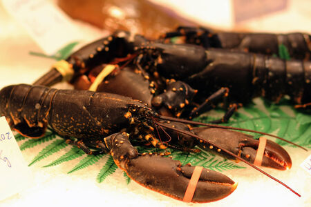 Fresh lobsters on ice for sale at restaurant. Selective focus on the dark lobster.の写真素材