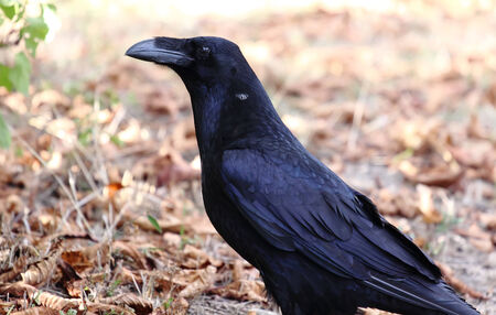Big black, serious, business of crows controls the territoryの写真素材