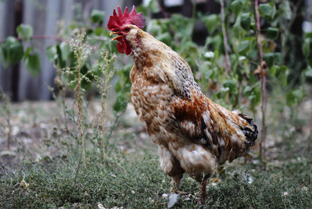 roosrooster crows, and tears up the throatter crowsの写真素材