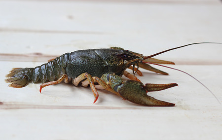 green crayfish crawling out of the waterの写真素材