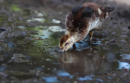 little duckling standing on shore of a lake, drinking water, stylized and filtered to resemble an oil painting.の写真素材