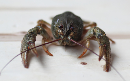 green crayfish crawling out of the waterの写真素材