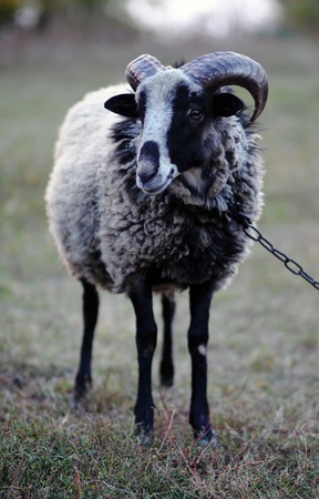 The horned ram standing field on the chainの写真素材