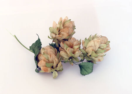 golden dry hops. Isolated on white backgroundの写真素材
