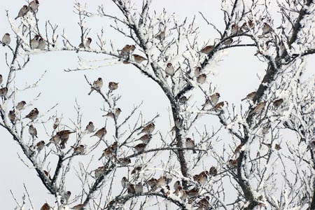 Flock of Sparrows Sitting on Brush  frost in winter
