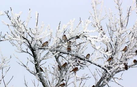 Flock of Sparrows Sitting on Brush  frost in winterの写真素材