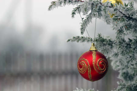 red ball on the Christmas tree with snowの写真素材