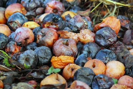 many rotten apples lie on the ground