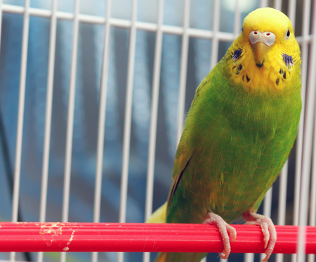 A green wavy parrot sits in a cageの写真素材
