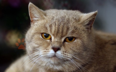 funny beautiful cat with  bokeh for backgroundの写真素材