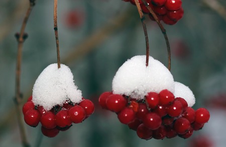 red snowball tree berryes bunch under snowの写真素材