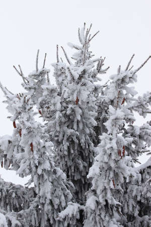 Fir branch on snow. Winter in Ukraineの写真素材